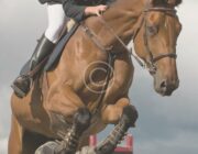 Training Routines for Dressage Horses